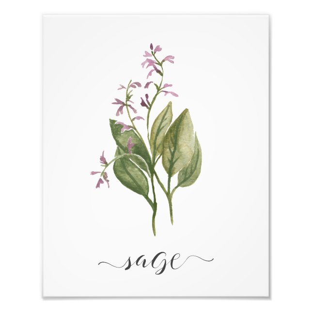 Watercolor Botanical Herb Print Sage (Front)