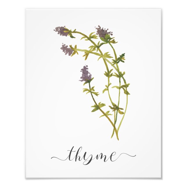 Watercolor Botanical Herb Print Thyme (Front)