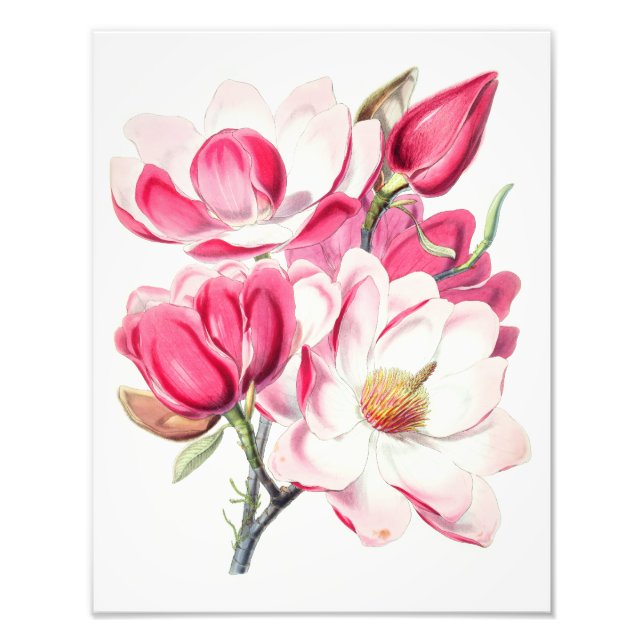 Watercolor Botanical Pink Magnolia Flowers Photo Print (Front)