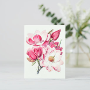 Watercolor Botanical Pink Magnolia Flowers Postcard