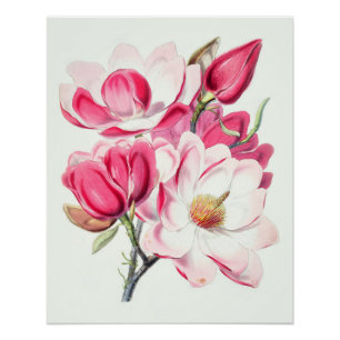 Watercolor Botanical Pink Magnolia Flowers Poster