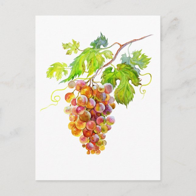 Watercolor Bunch of grapes. Art postcard (Front)
