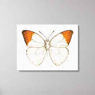 Watercolor butterfly, great orange tip canvas print