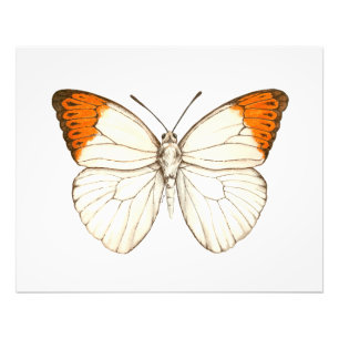 Watercolor butterfly, great orange tip photo print