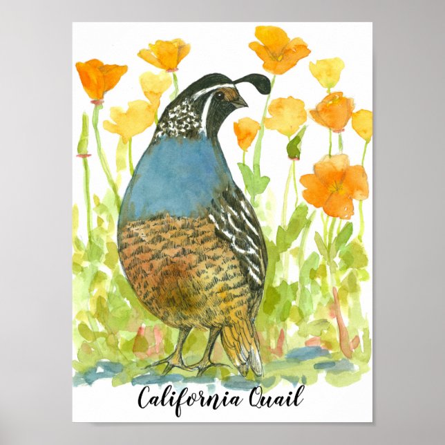 Watercolor California Quail Bird Poster (Front)