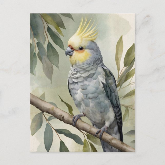 Watercolor Cockatiel Eucalyptus Tree Postcard (Front)