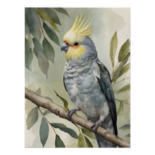 Watercolor Cockatiel Eucalyptus Tree Poster