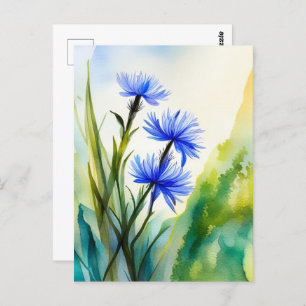 Watercolor Cornflower, Postcrossing  Postcard