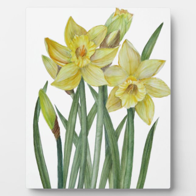 Watercolor Daffodils Flower Portrait Illustration Plaque (Front)