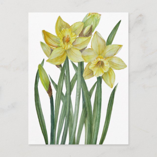 Watercolor Daffodils Flower Portrait Illustration Postcard (Front)