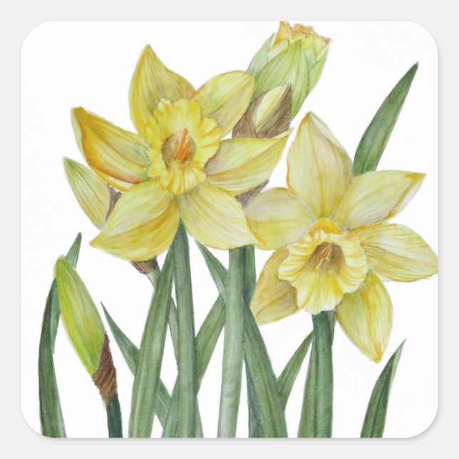 Watercolor Daffodils Flower Portrait Illustration Square Sticker (Front)