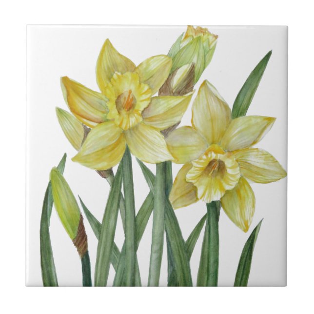 Watercolor Daffodils Flower Portrait Illustration Tile (Front)