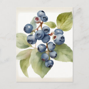 Watercolor delicate blueberries postcard