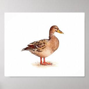 Watercolor Female Mallard Duck Bird Painting Poster