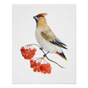 Watercolor forest bird waxwing poster