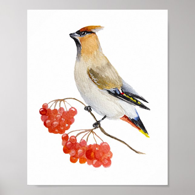 Watercolor forest bird waxwing poster (Front)