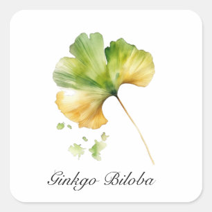 Watercolor Ginkgo Biloba Leaf Botanical Wellness Square Sticker
