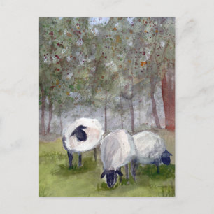 Watercolor Grazing Sheep Postcard