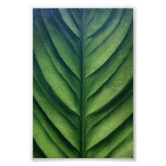 Watercolor Green Leaf  Photo Print