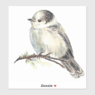 Watercolor Grey Jay Wildlife Bird Nature Art