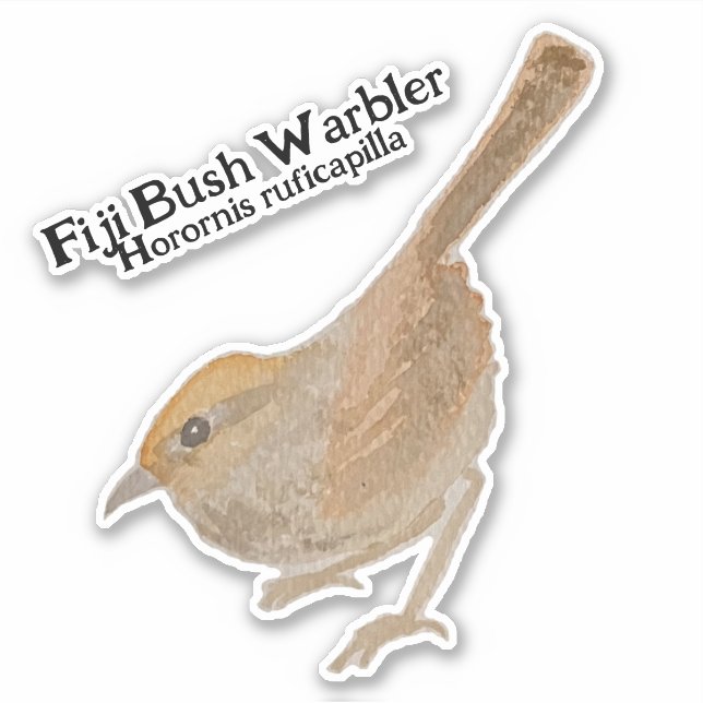Watercolor H. ruficapilla Fiji Bush Warbler (Front)
