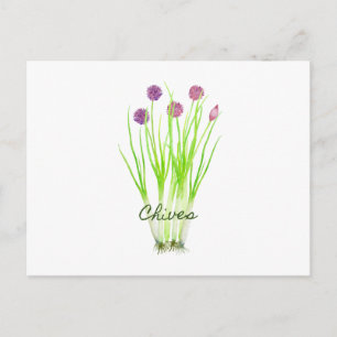 Watercolor herb chives illustration postcard