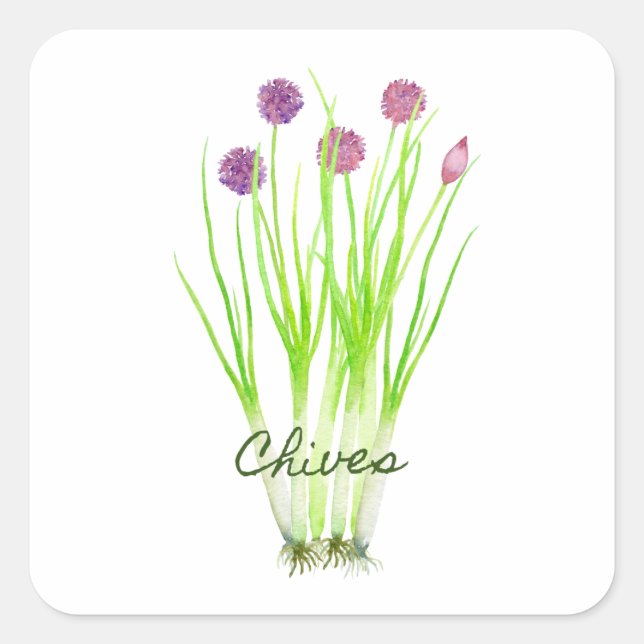 Watercolor herb chives illustration square sticker (Front)