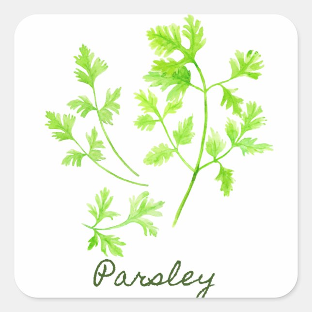 Watercolor Herb Parsley Illustration Square Sticker (Front)