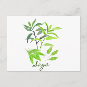Watercolor herb sage illustration postcard