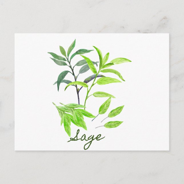 Watercolor herb sage illustration postcard (Front)