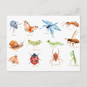 Watercolor insect illustration postcard