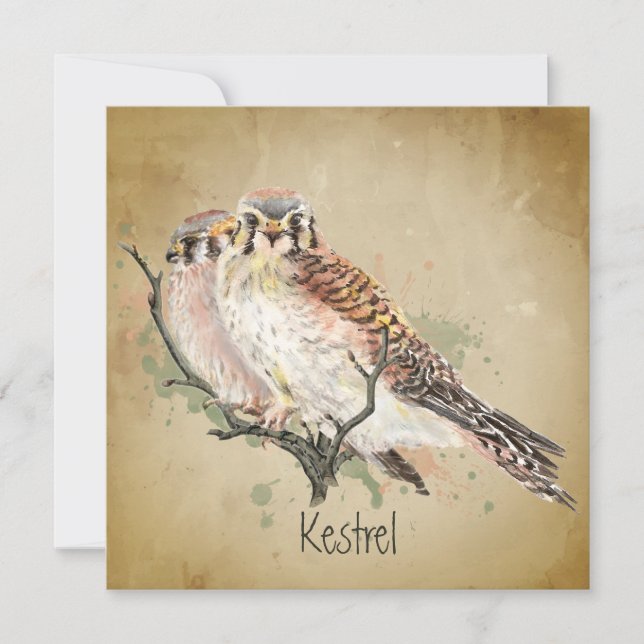 Watercolor Kestrel Falcon Wildlife Bird Art  (Front)