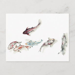 Watercolor Koi Fish Postcard