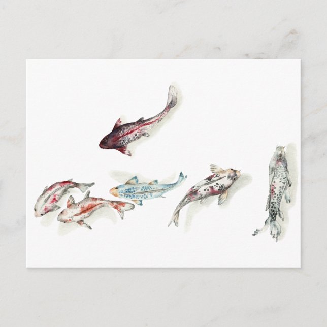 Watercolor Koi Fish Postcard (Front)