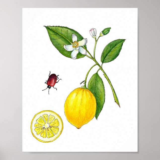 Watercolor Lemon fruit botanical Poster (Front)