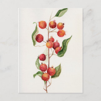 Watercolor little apples branch postcard