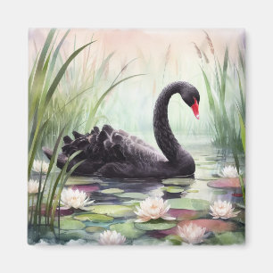 Watercolor Lotus Flowers Black Swan Magnet