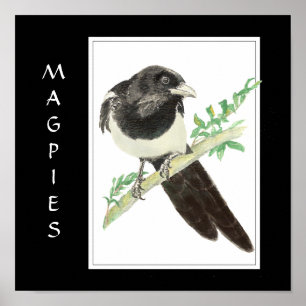 Watercolor Magpie in Bird, Animal Collection Poster
