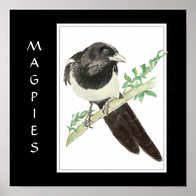 Watercolor Magpie in Bird, Animal Collection Poster (Front)
