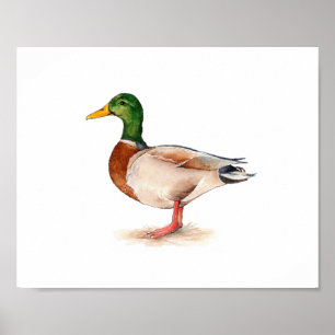 Watercolor Mallard Duck Bird Painting Poster