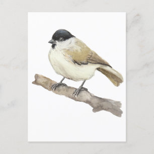 Watercolor Marsh Tit Postcard