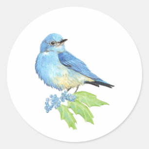 Watercolor Mountain Bluebird Blue Bird Art for the Classic Round Sticker