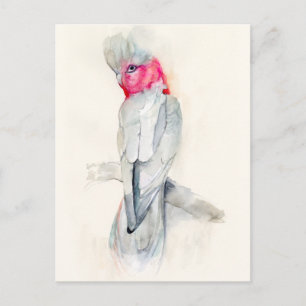 Watercolor Opera Cockatoo Postcard