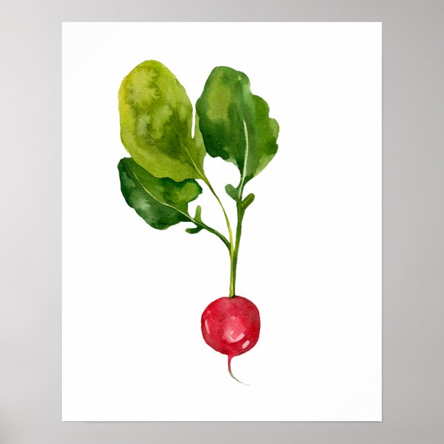 Watercolor Organic Radish Poster (Front)