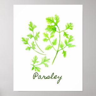 Watercolor Parsley Illustration Poster