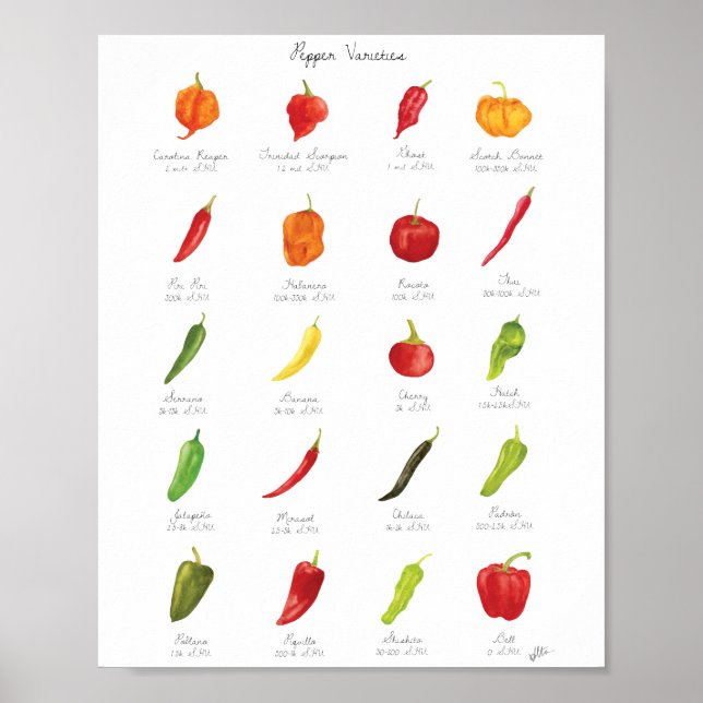 Watercolor Pepper Varieties Infographic Poster (Front)