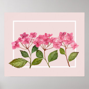 Watercolor Pink Hydrangea Lacecaps Illustration Poster