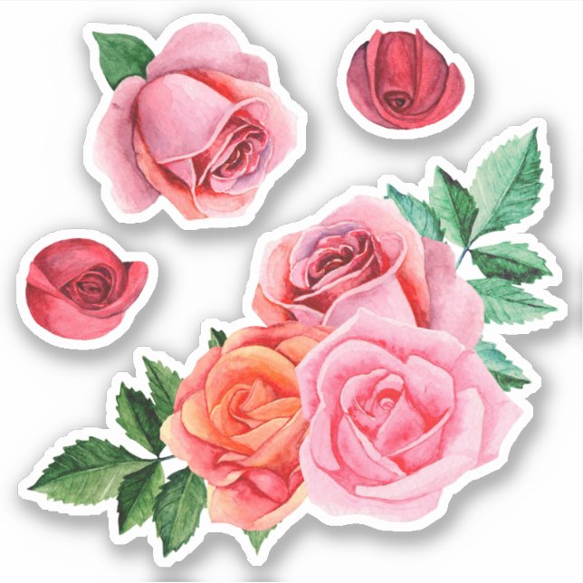 Watercolor pink roses. Garden flowers. Botanical (Front)