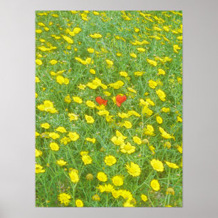 Watercolor poppies poster