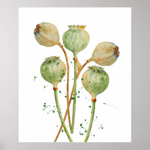 Watercolor Poppy Seed Pods Poster